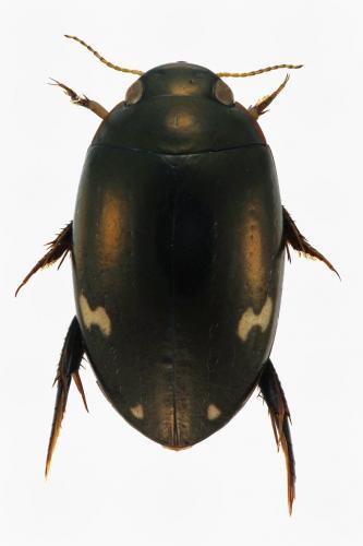 Réf. 193 311 : Agabus didymus